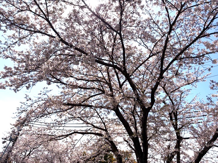 入社式とお花見を行いました！